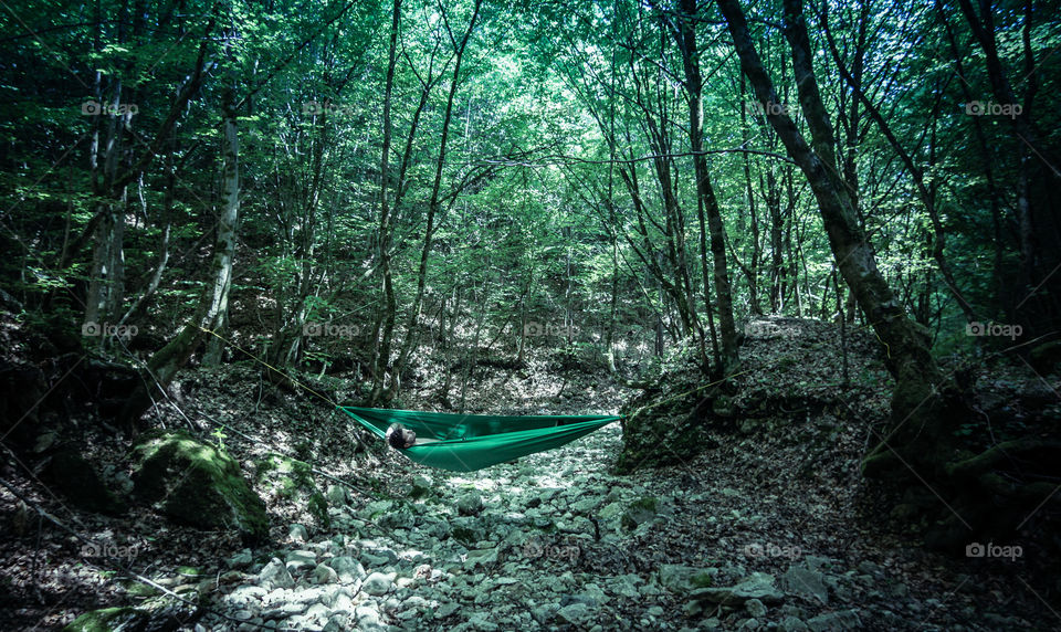 Wood, Nature, Tree, Leaf, Landscape