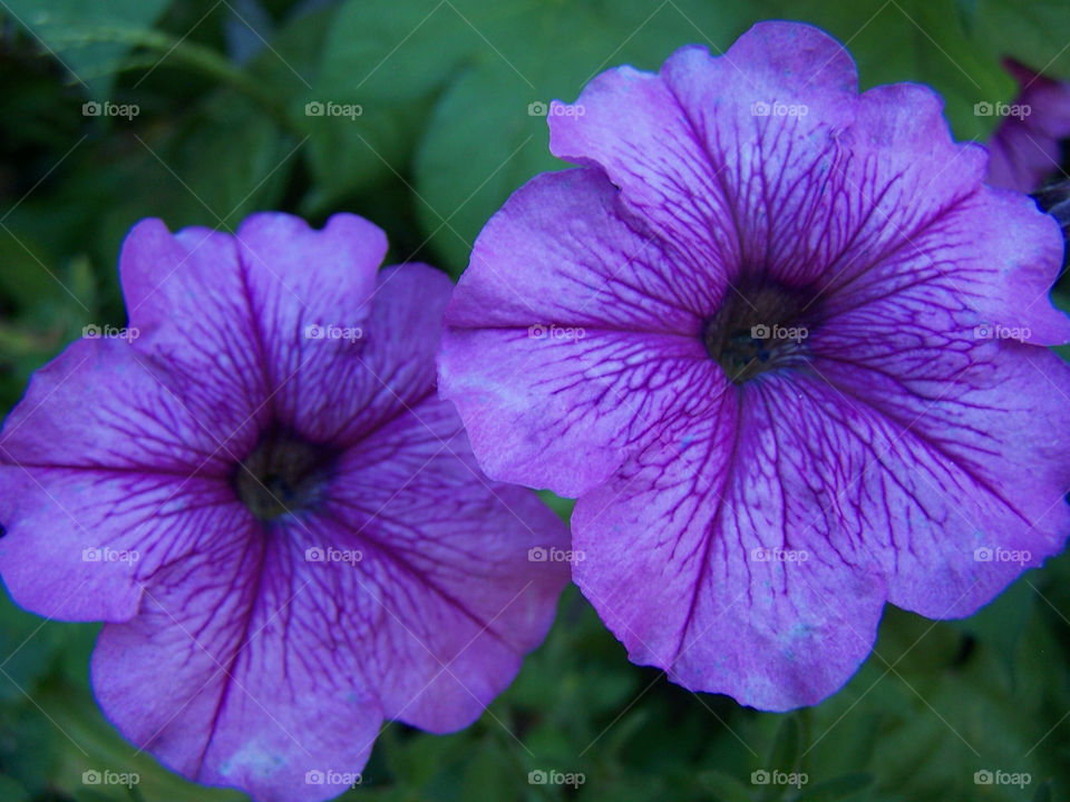 green flowers garden nature by ashley77