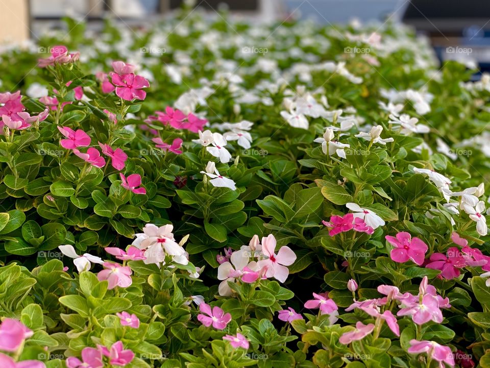 Pink and white flowers 🌸
