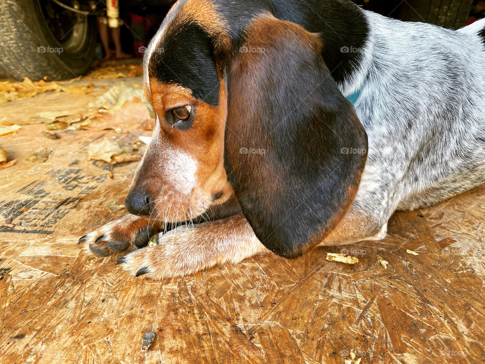 Beagle puppy 