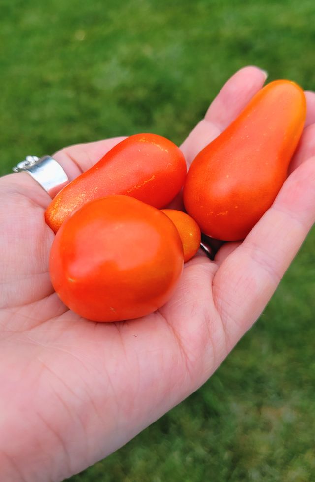 my Garden Bounty,  my Moods of summer