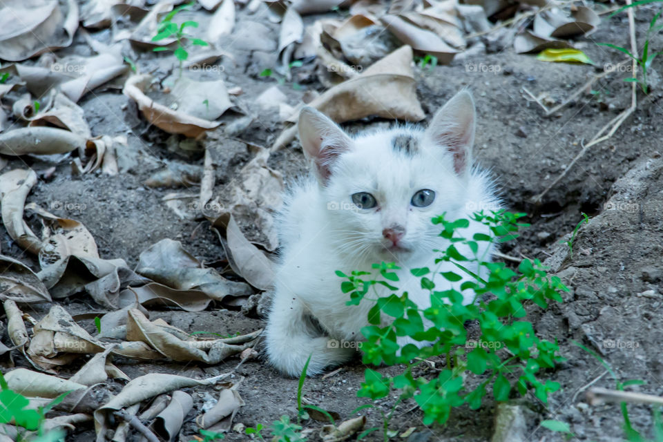 Kitten in the garden