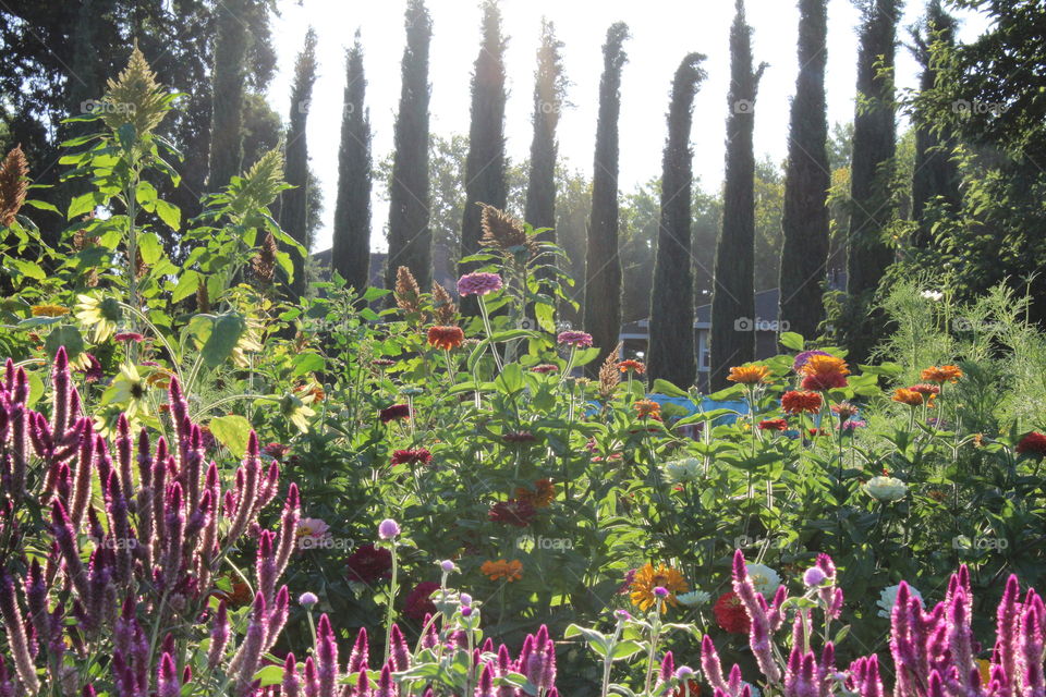 Community flower garden