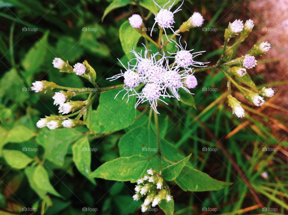 White flowers