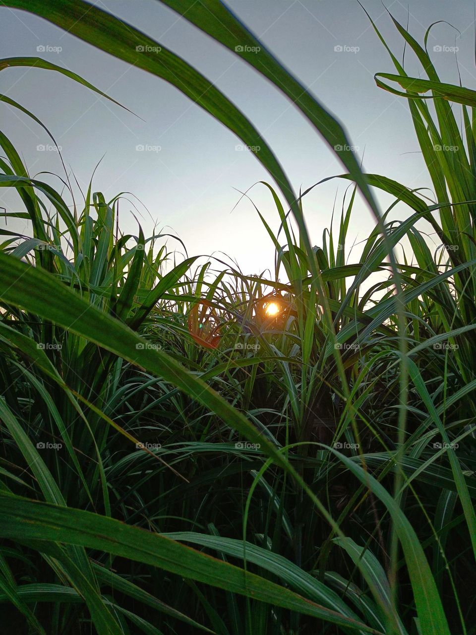 sunlight peaking through sugarcane leaves in the morning.