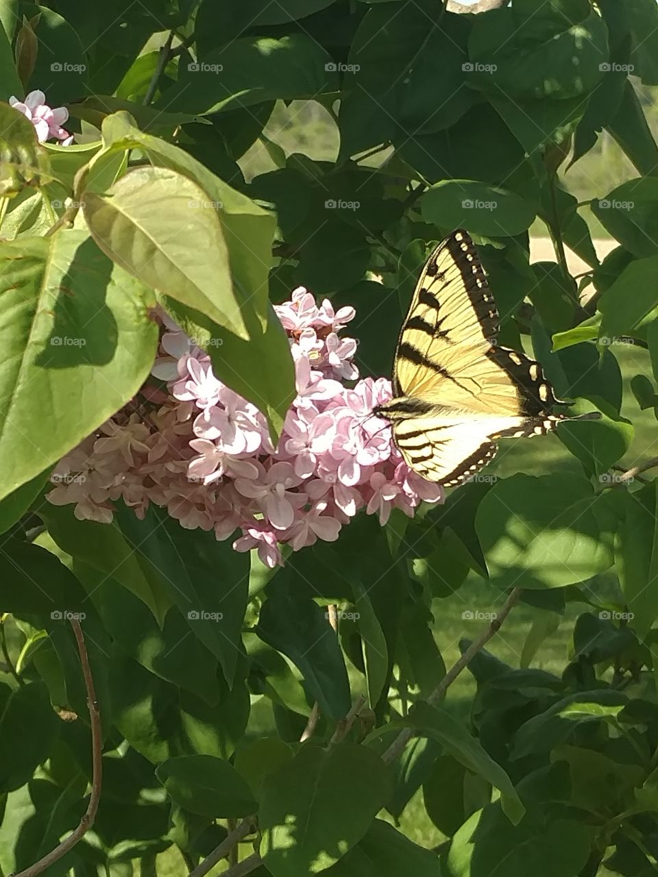 butterflies and lilacs 2