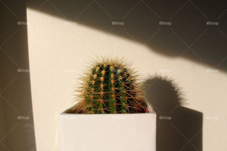 Potted cactus indoors in sunlight