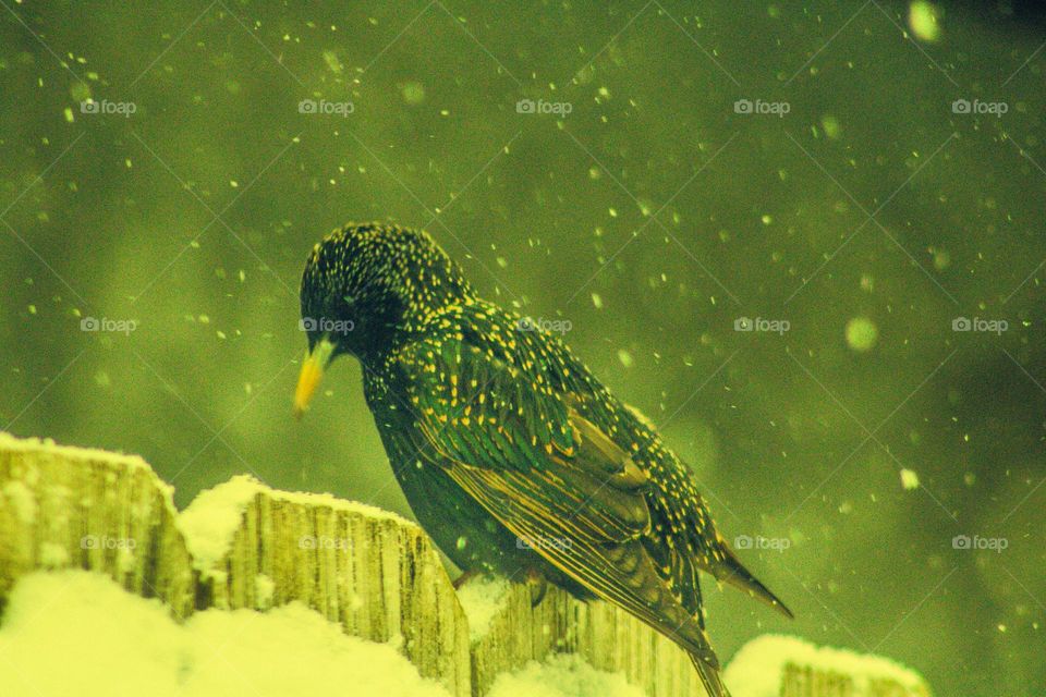 black and brown bird sitting on a snow covered fence in the middle of a snowstorm