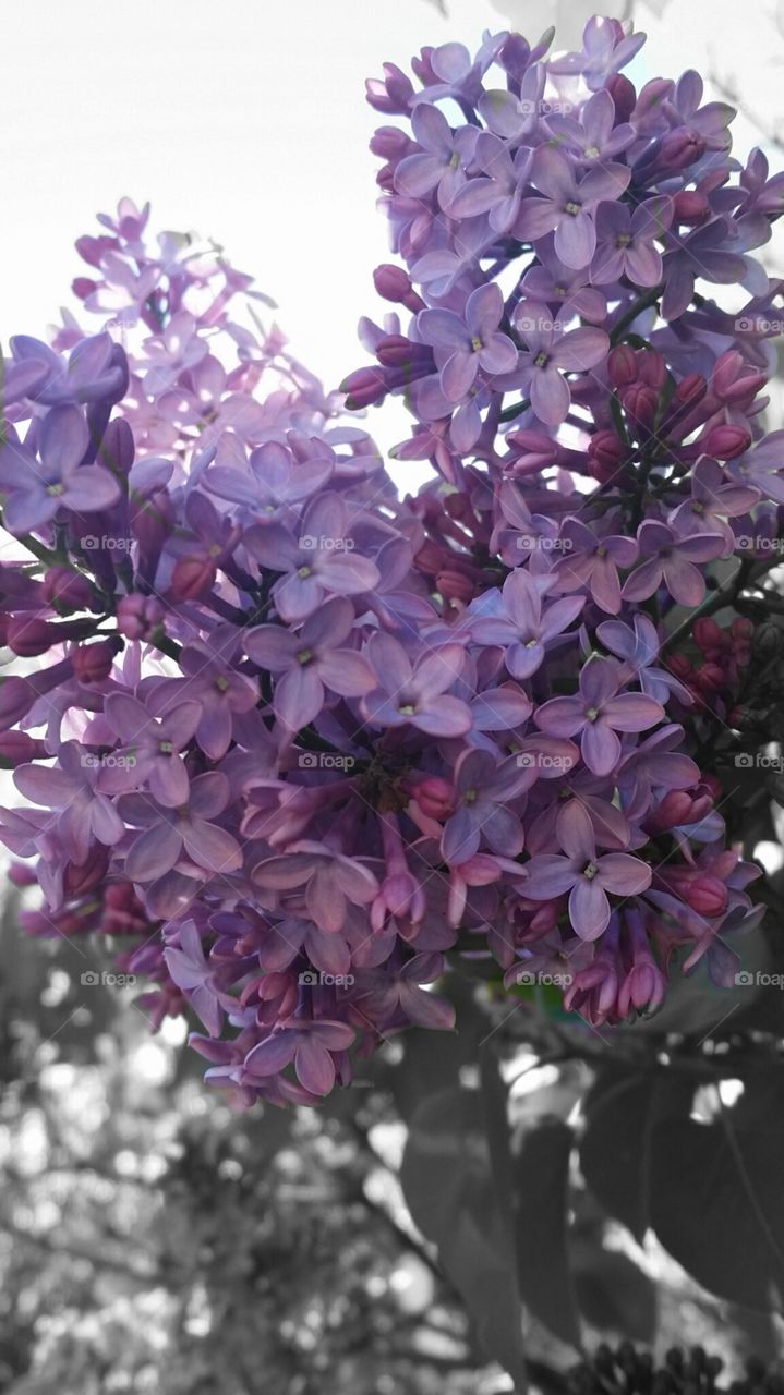 Spring lilacs