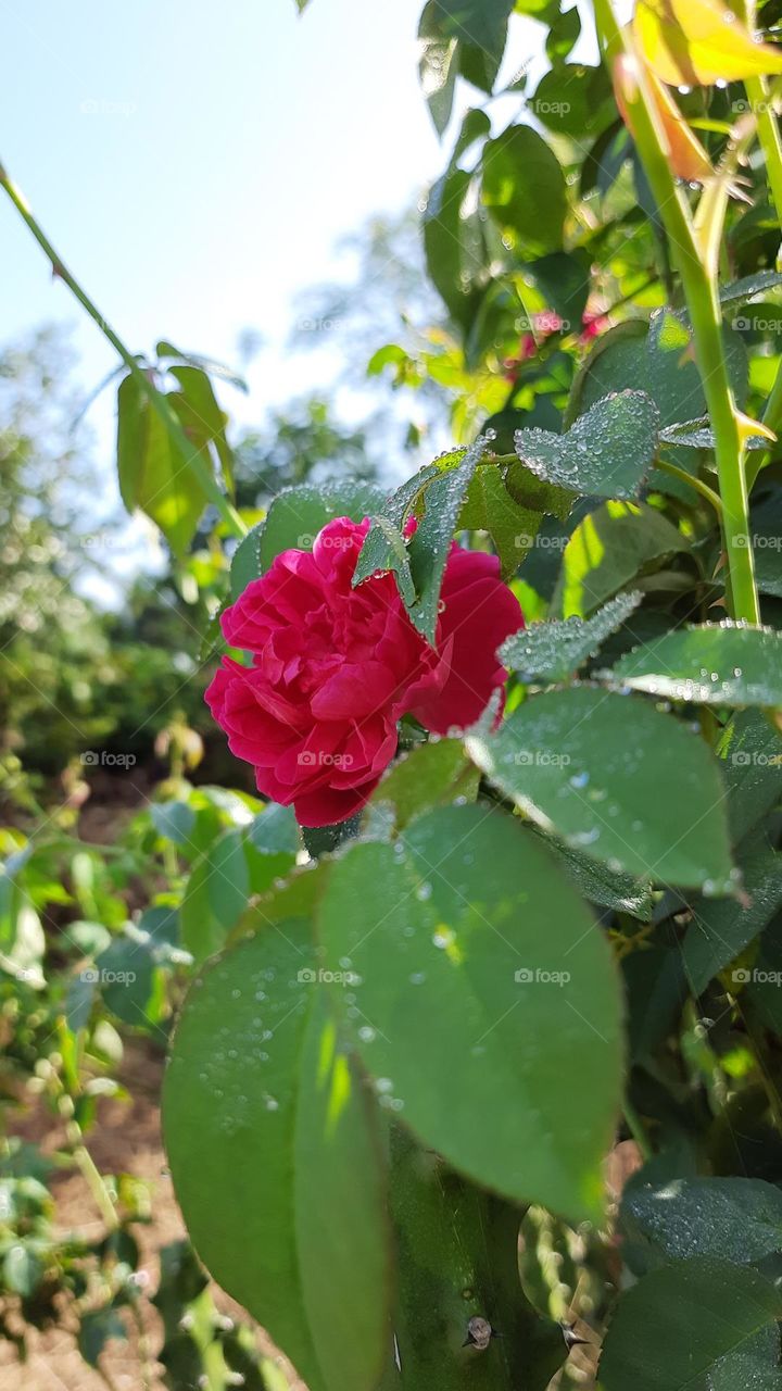 Beautiful Rose, Natural Rose picture, Natural Photography