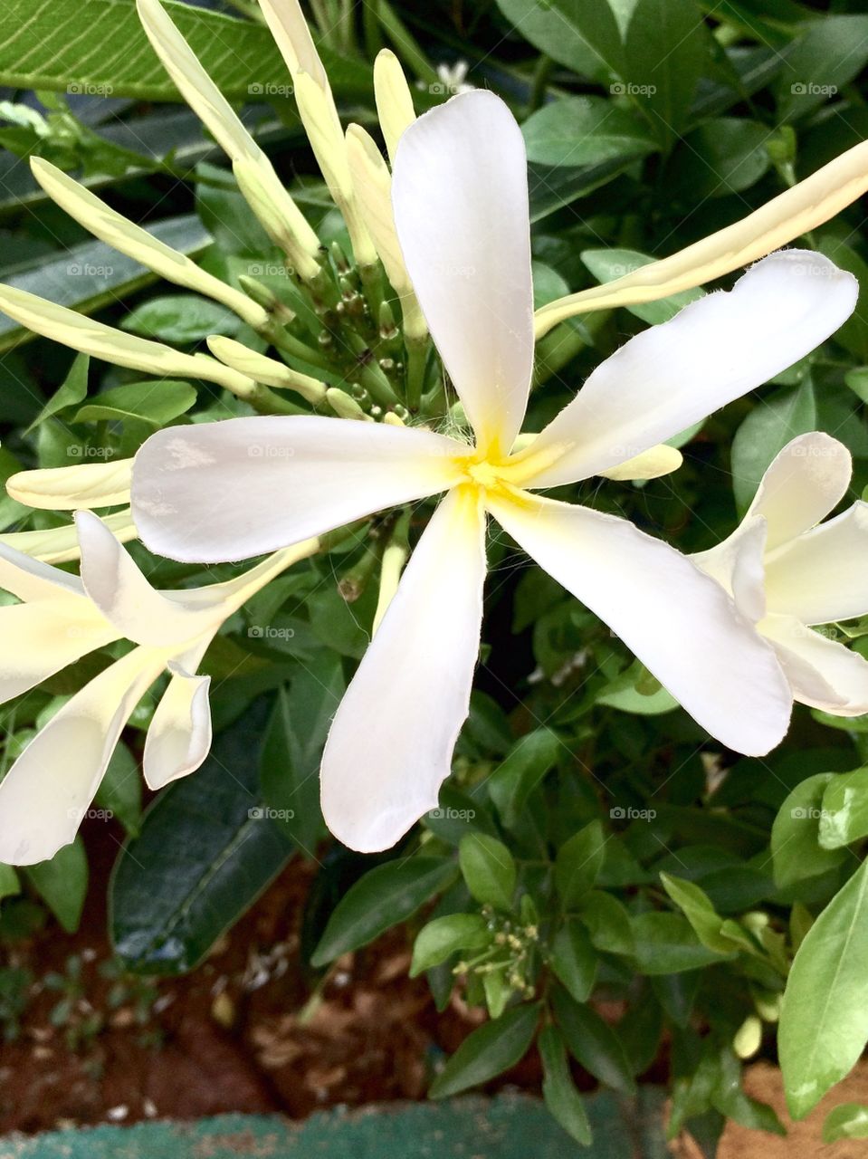 White flower