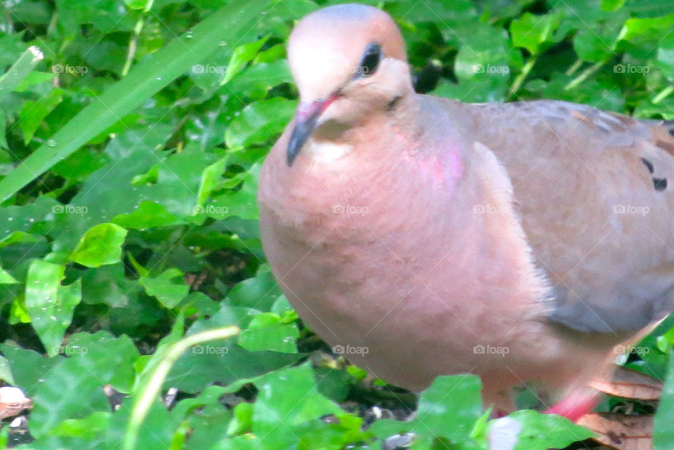 Morning dove 