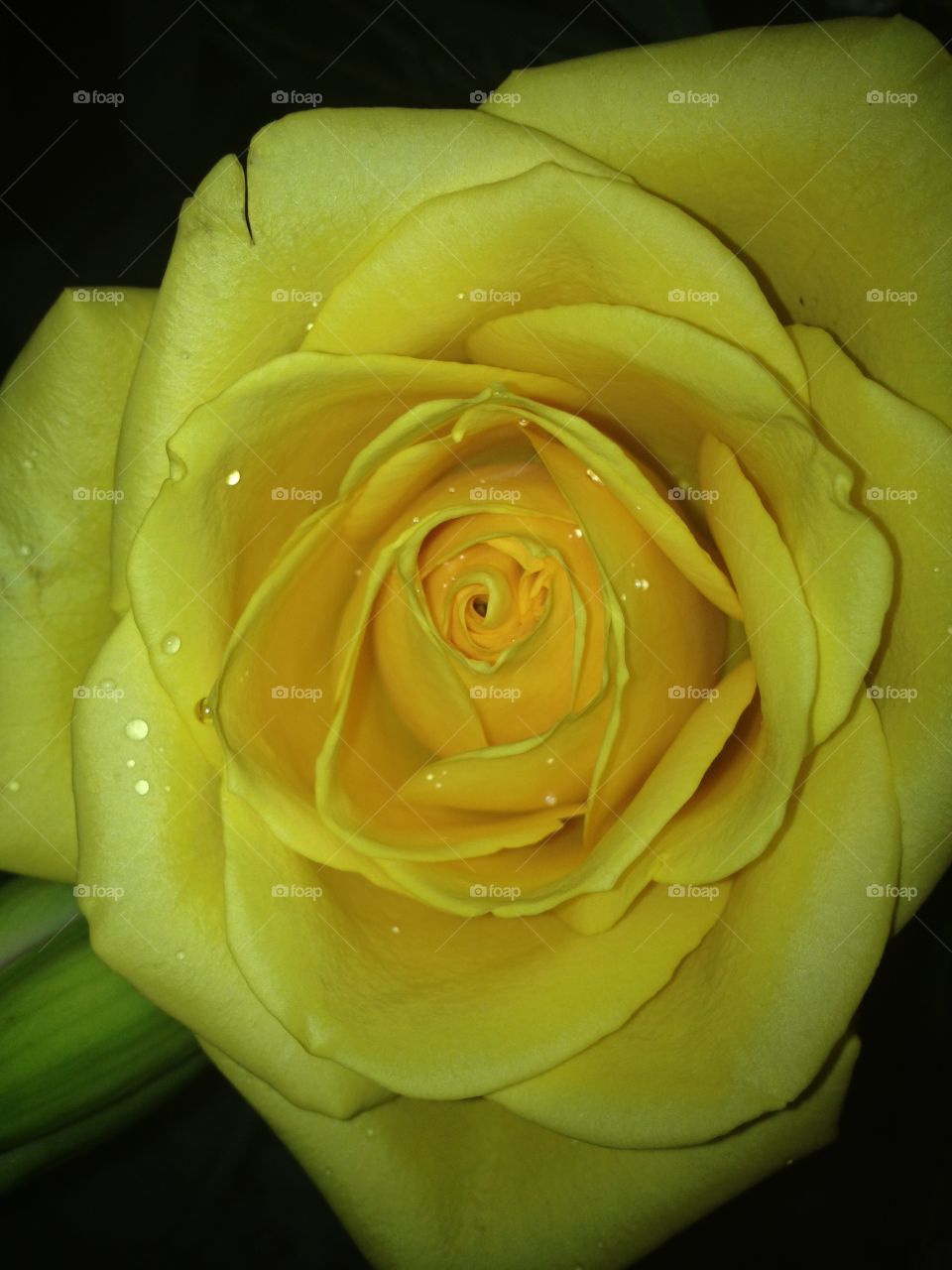 Yellow rose . Water drops on rose
