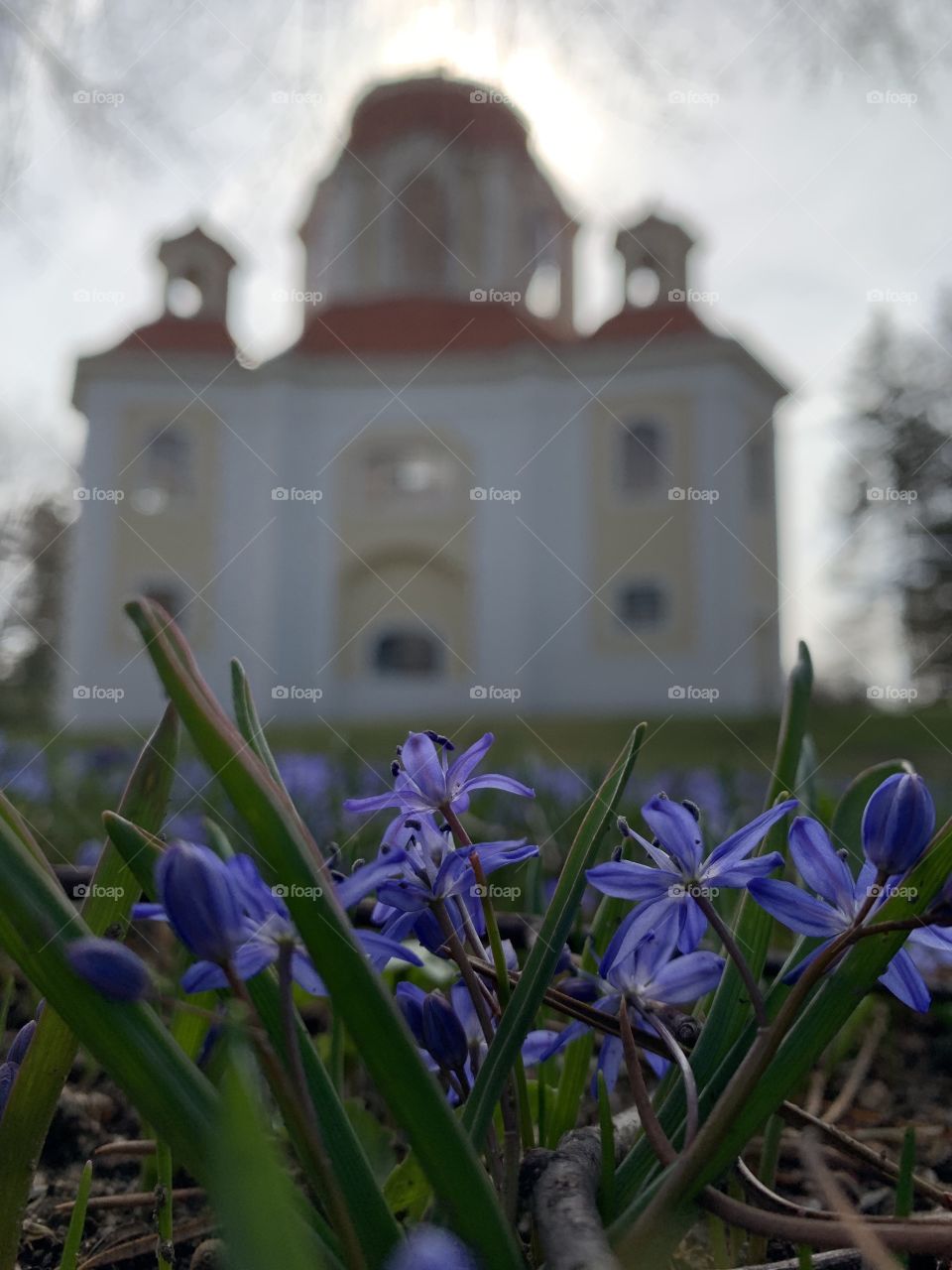 Purple Flowers with a church behind them. 