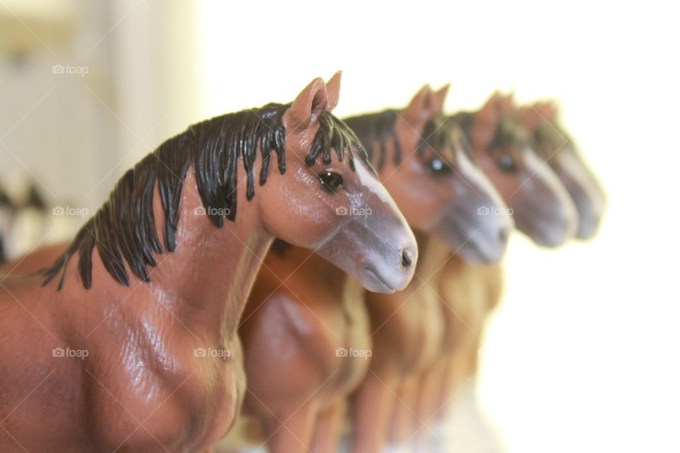 Horses