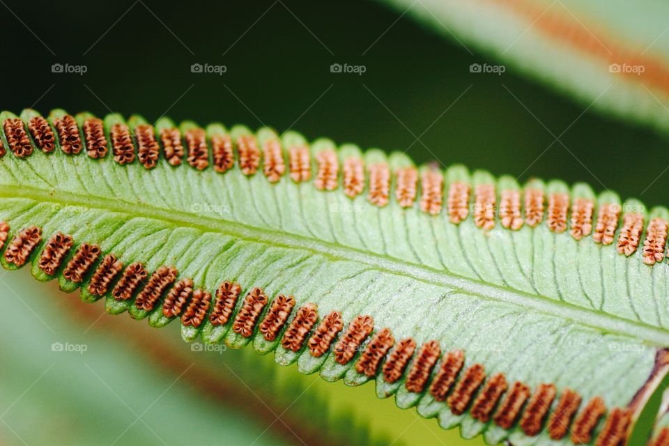 Seeds on a plant leaf with veins