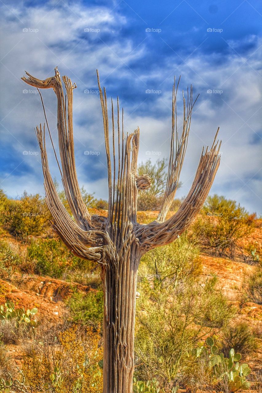 Desert cactus