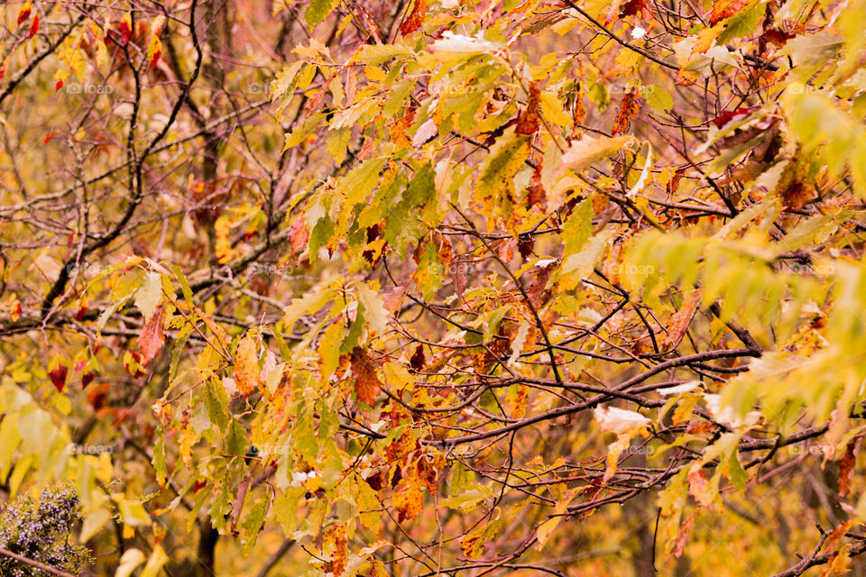 vibrant yellow leaves
