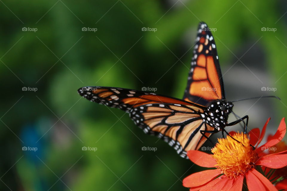 Orange and black Monarch butterfly on orange flower close-up macro