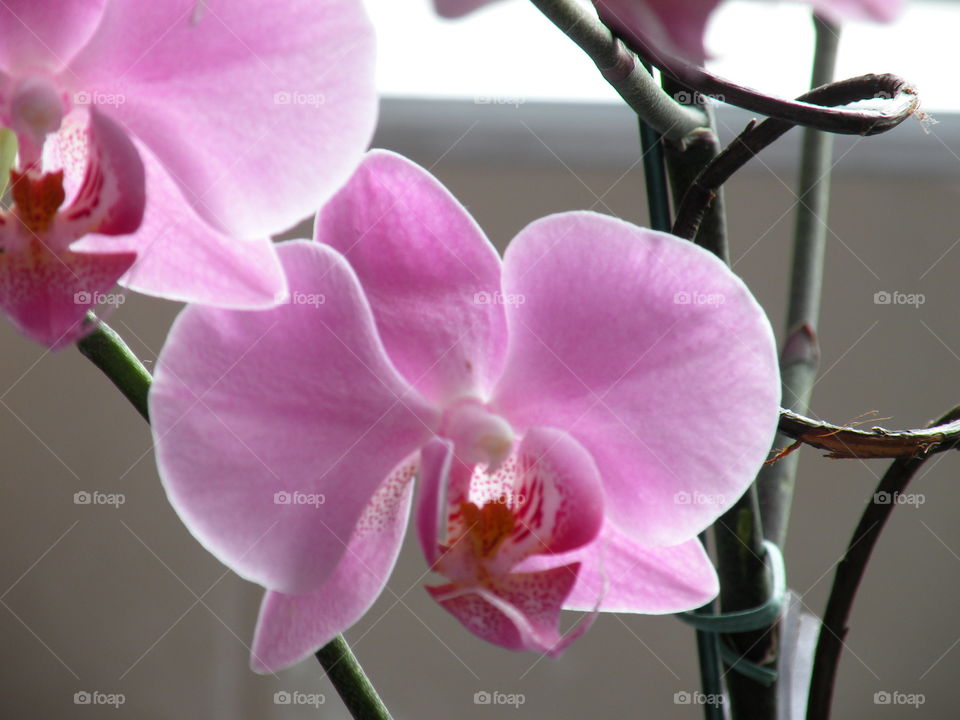 Ochidea Orquídea