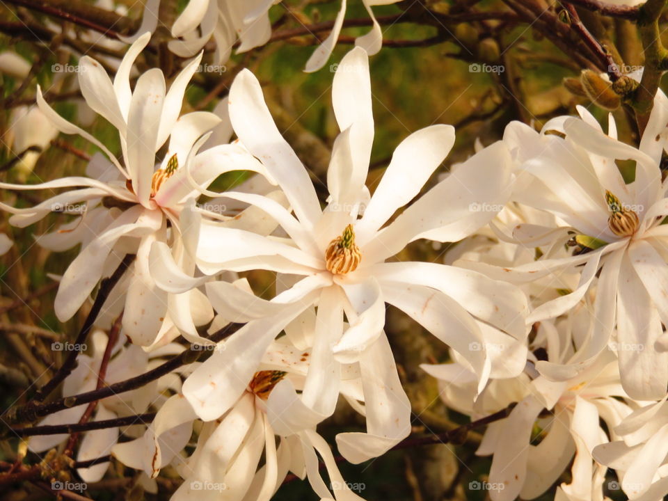 white magnolia