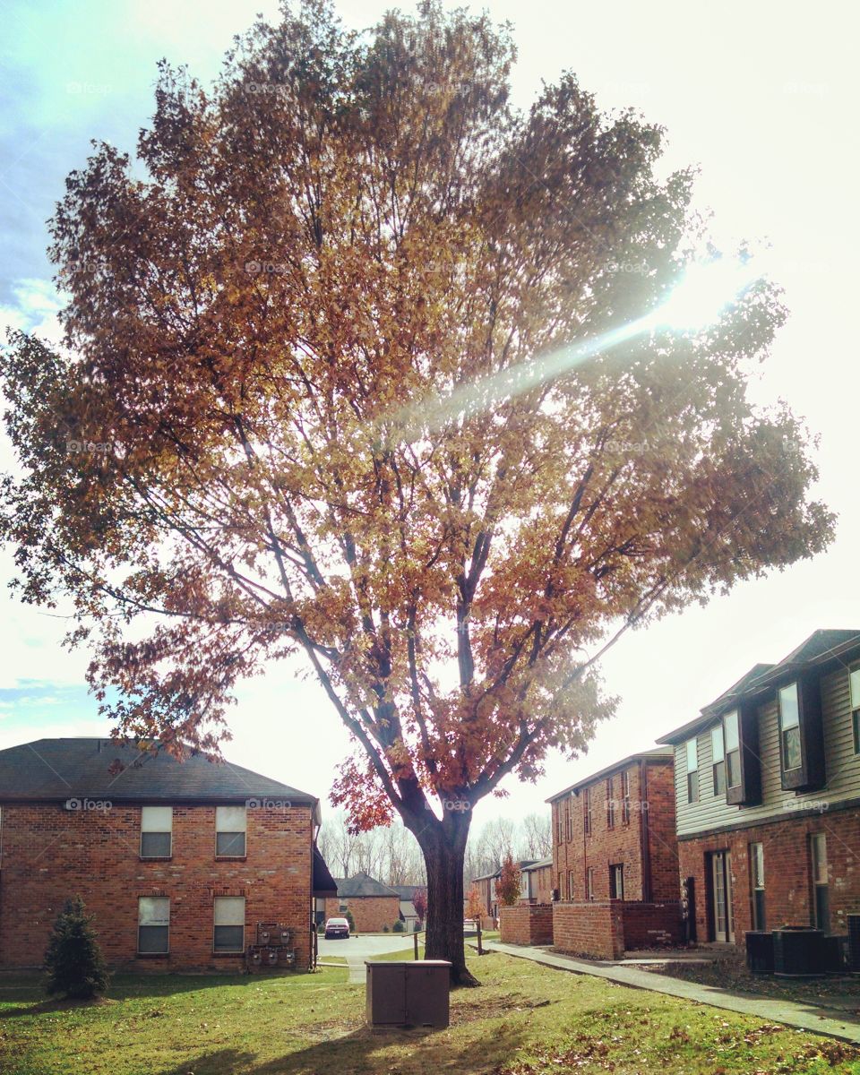 sunbeams through a tree