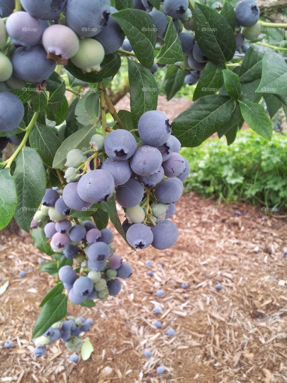 fruits blue berries by andrey.prigodin.3