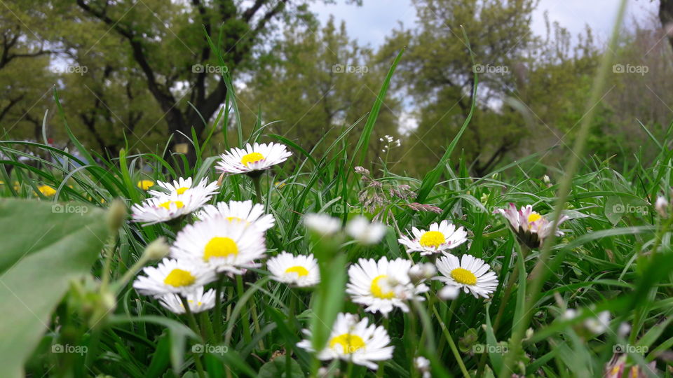 Flowers