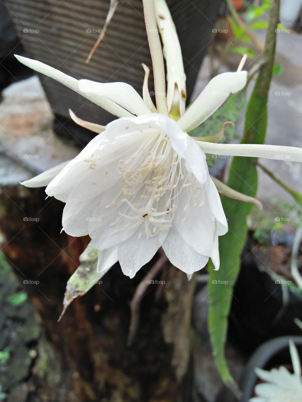 when it start to bloom