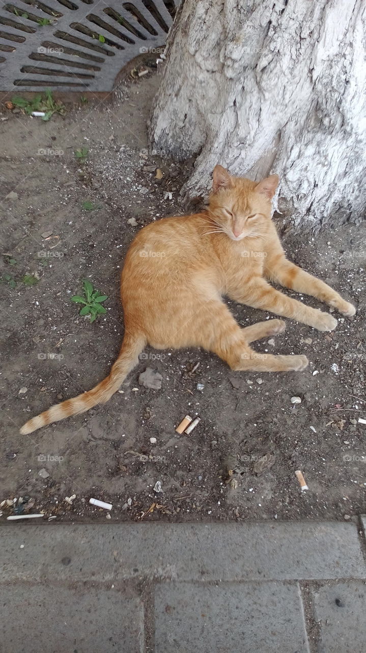 Red cat under the tree