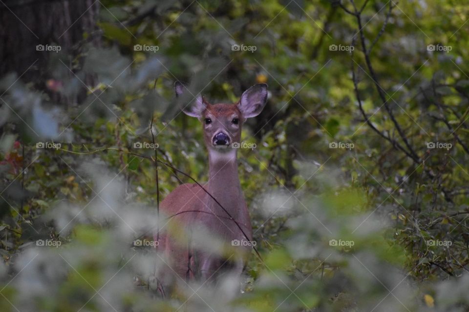 A young deer peeks through the greenery