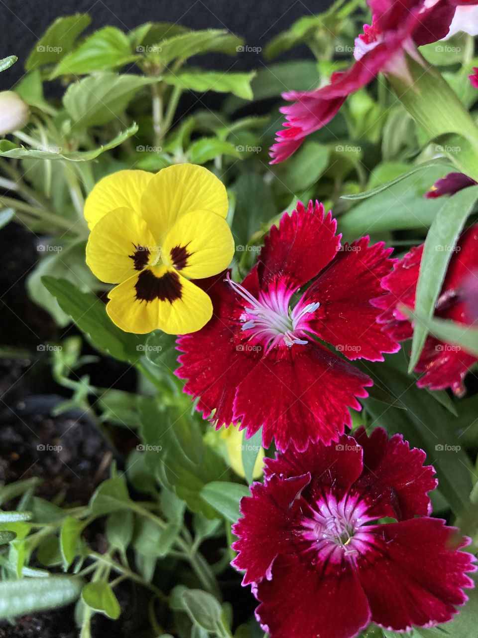 The spring announcement comes with these beautiful flowers: yellow pansy, red carnations and green foliage! / O anúncio da primavera se dá com essas lindas flores: amor-perfeito amarelo, cravinas vermelhas e folhagens verdes!