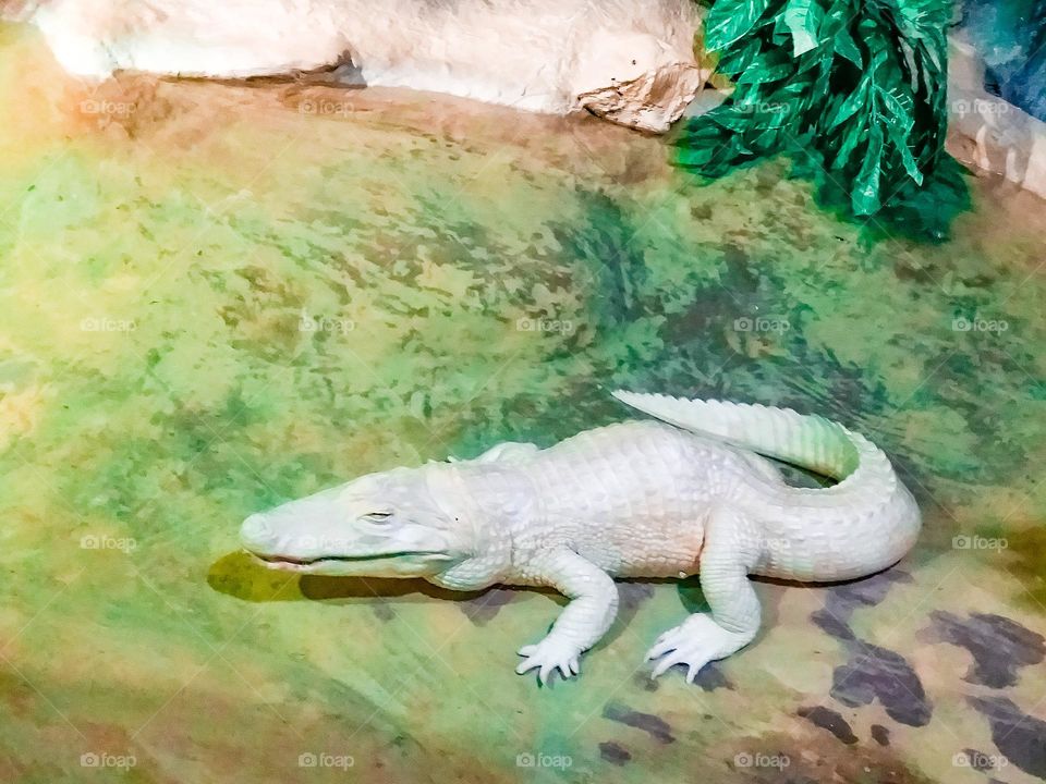 Jacaré Branco. Crocodilo branco