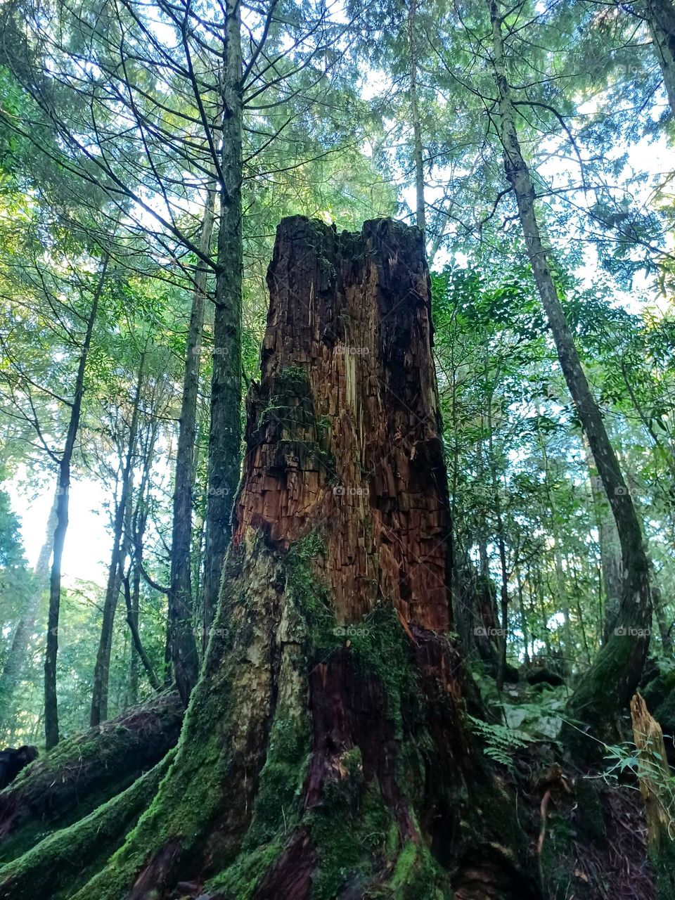 Half trunk in the woods.