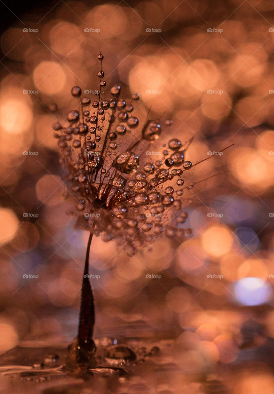 Dandelion seed