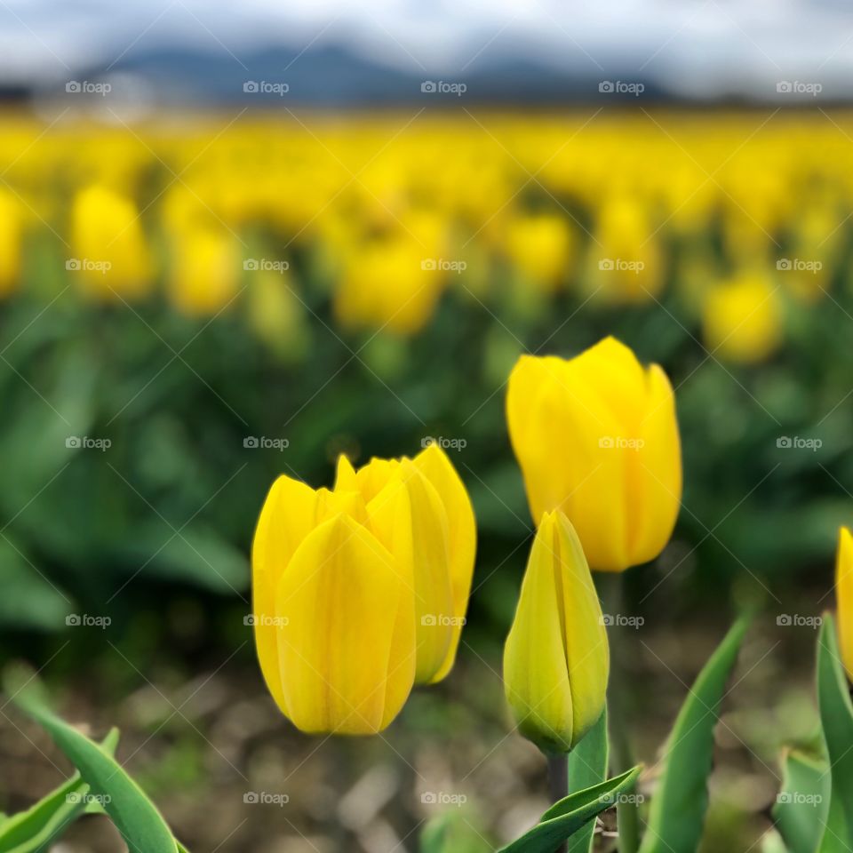 Foap Mission Crazy Plant People! Yellow Tulips in the Fields