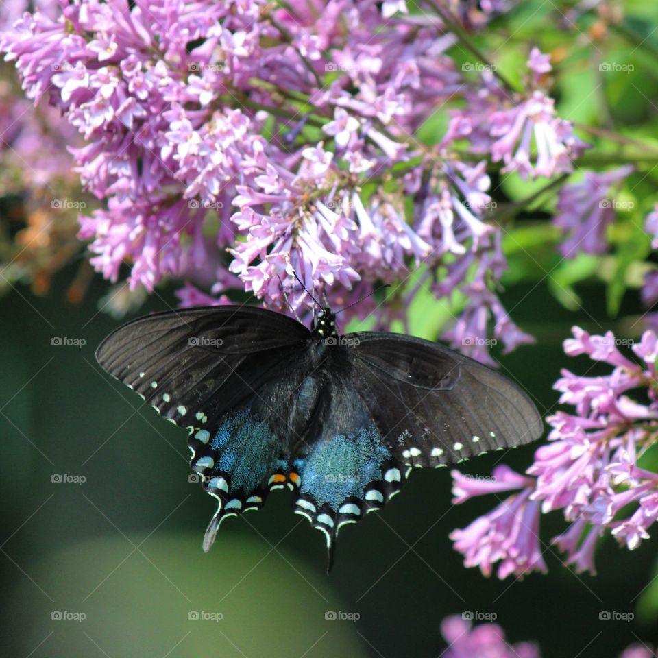 spicebush swallowtail pollinating the lilacs