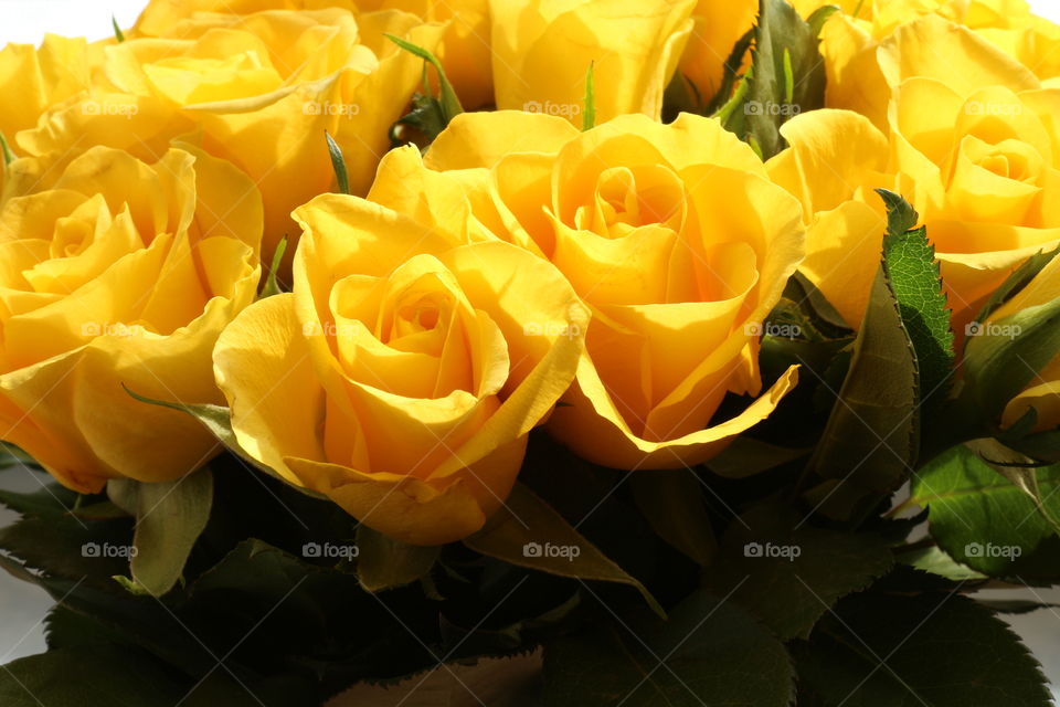 Yellow roses