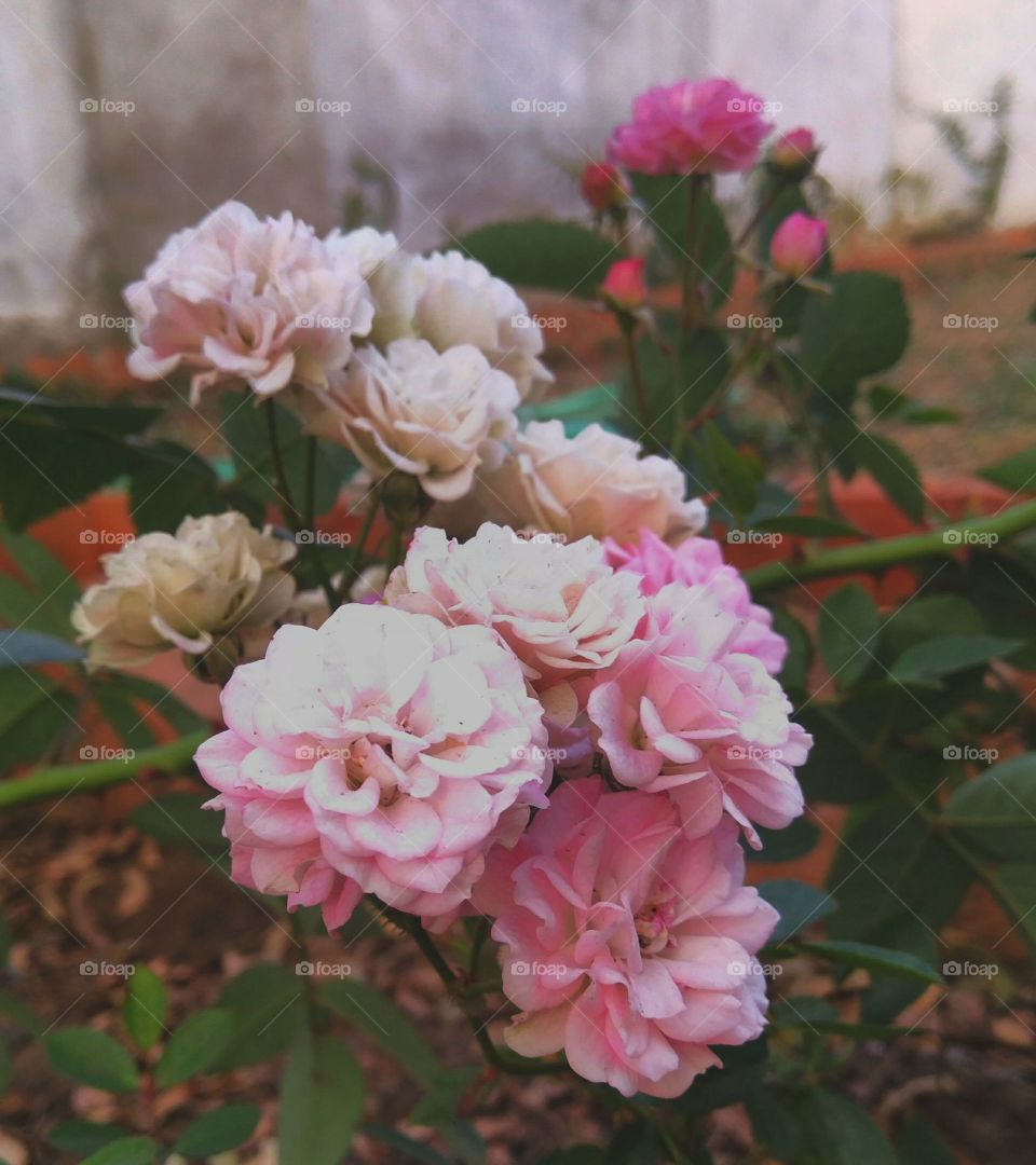 Beautiful Tiny Rose's
