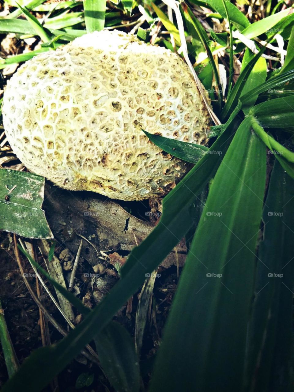 Cogumelo esponjoso e gorducho.