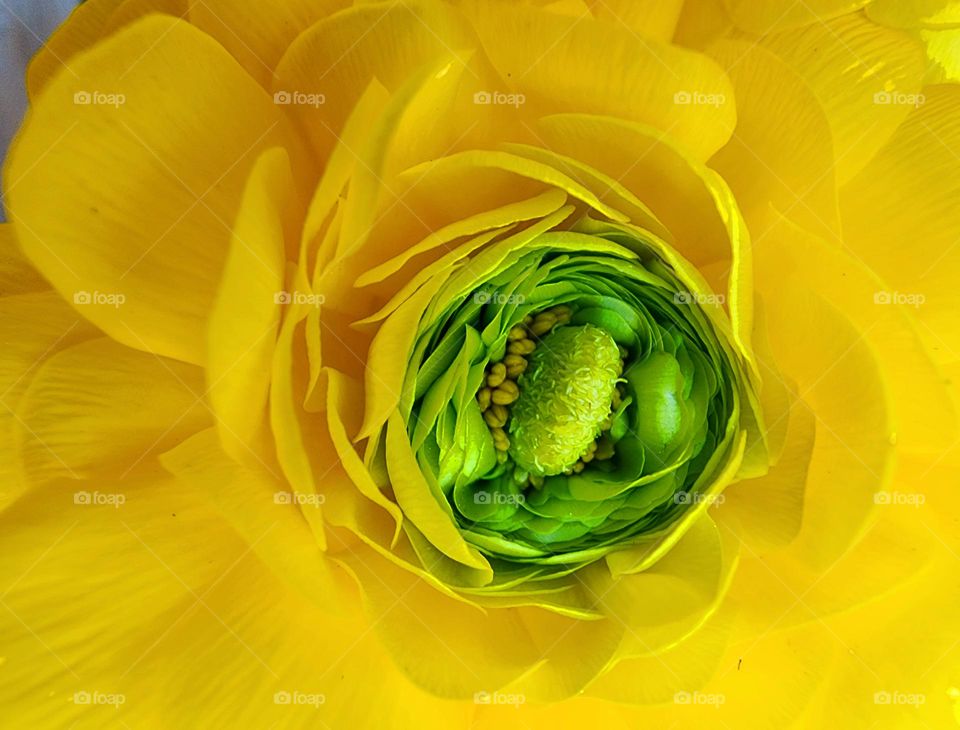 A bright yellow flower features a vibrant green center tightly wrapped like a gift