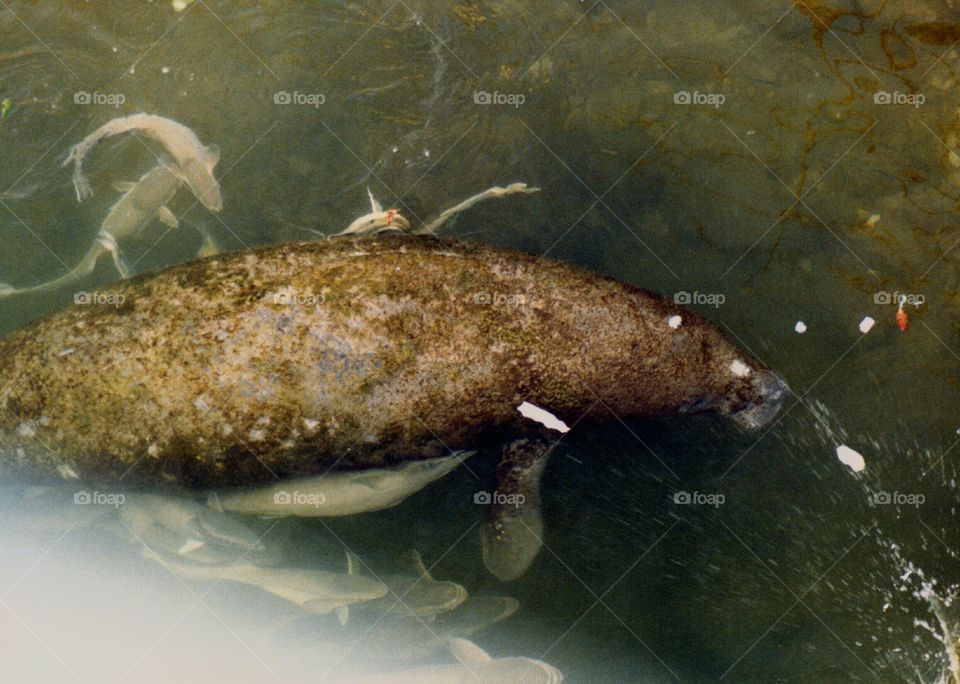 manatee. Florida Manatee, also known as a Sea Cow