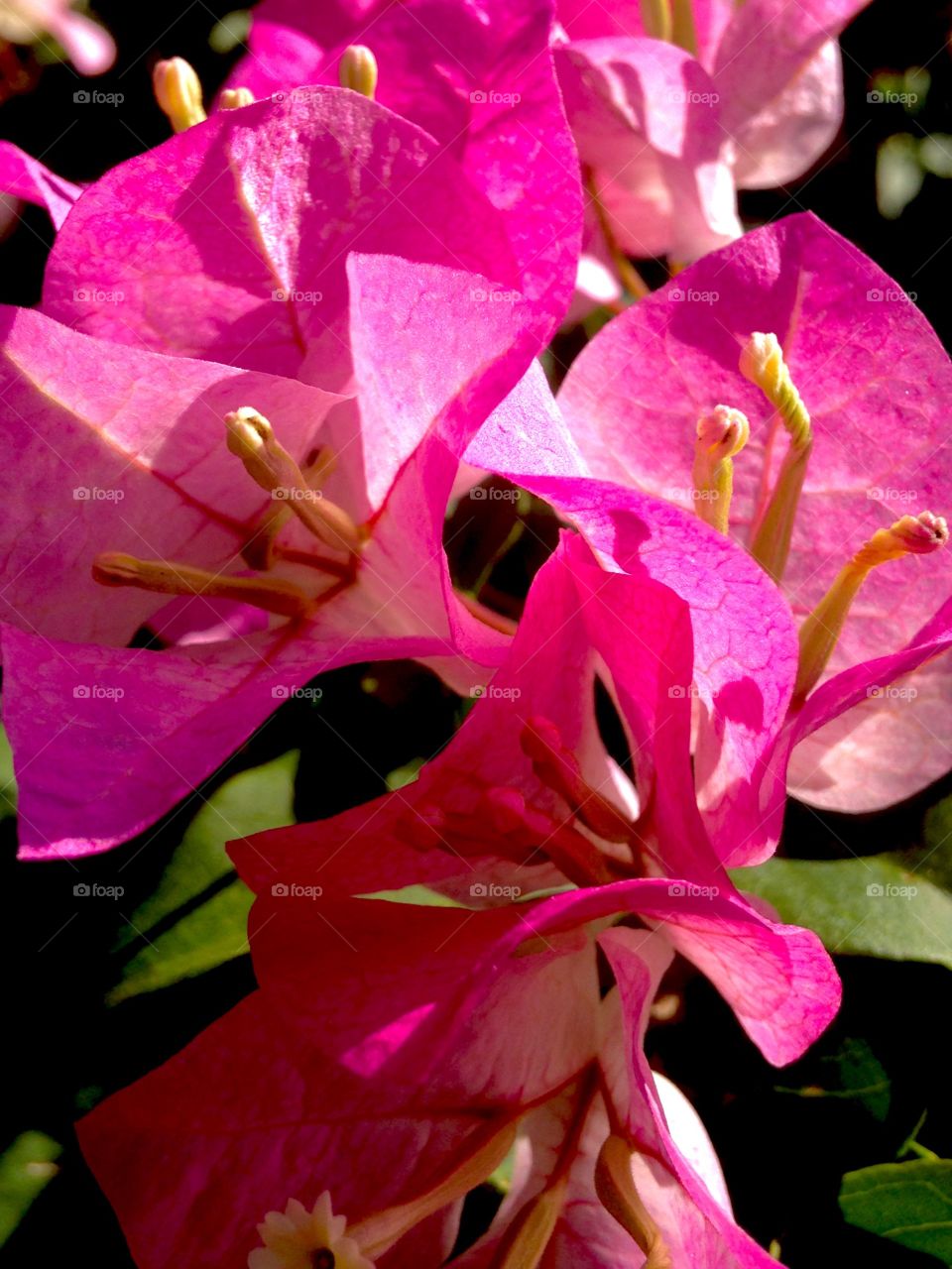 bougainvillea red 