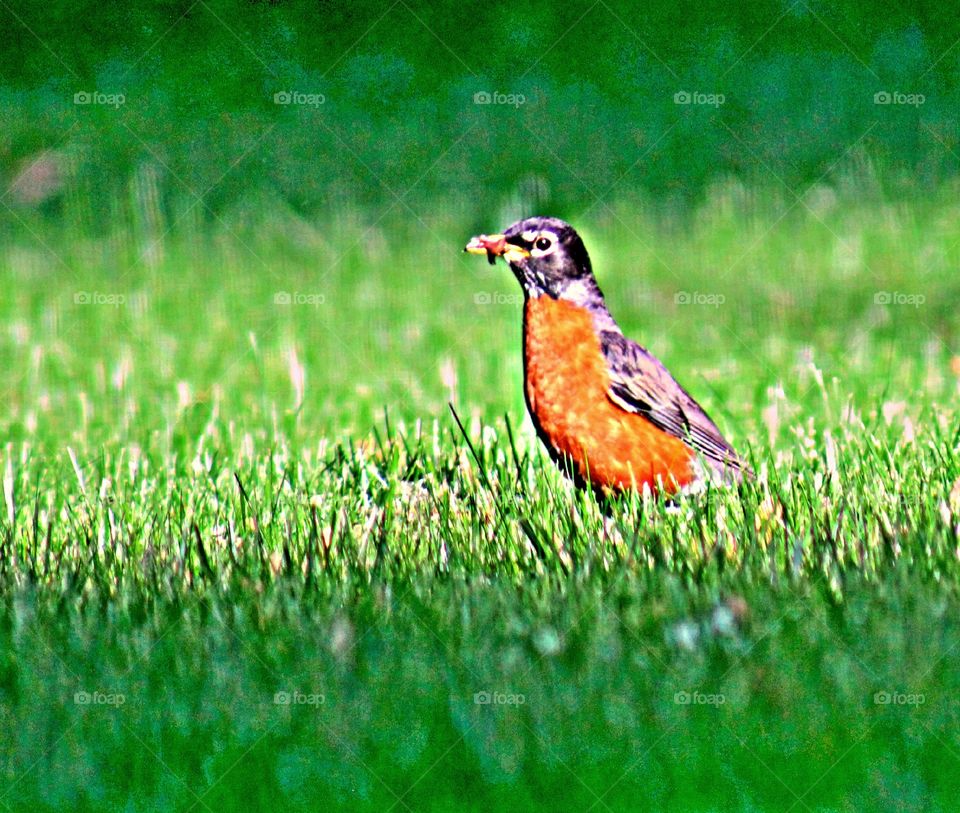 Robin eating a worm