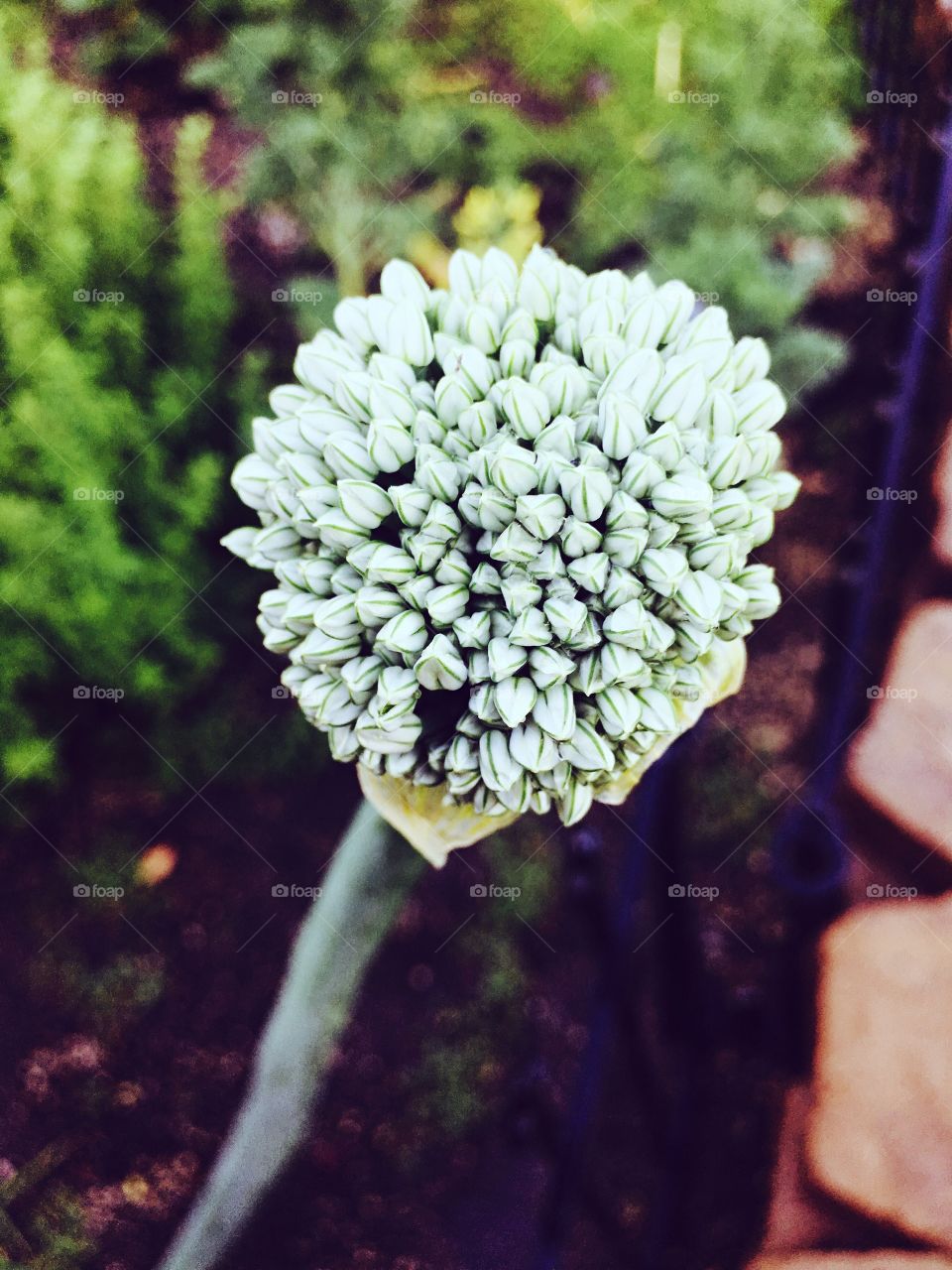 Onion flower 