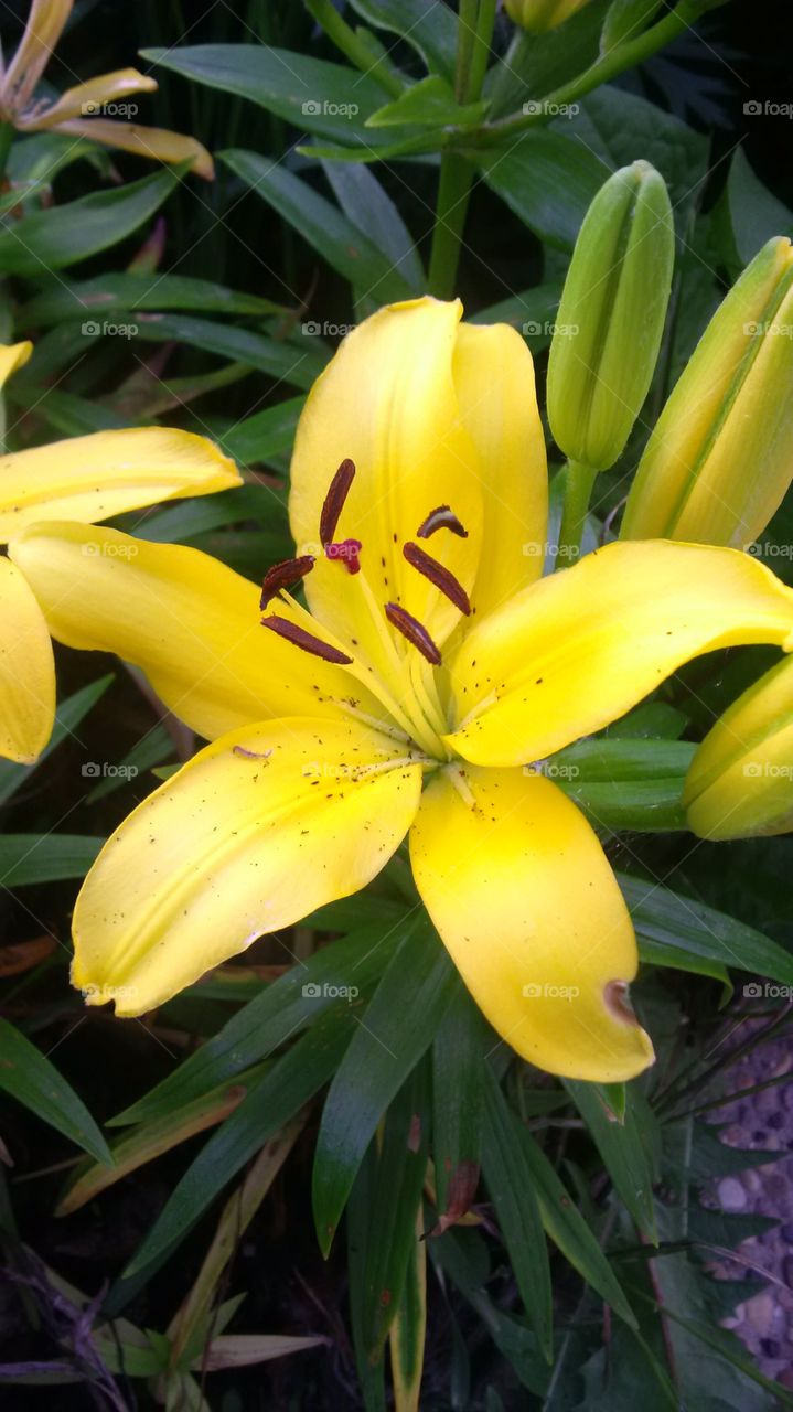 Yellow Asiatic Lilly