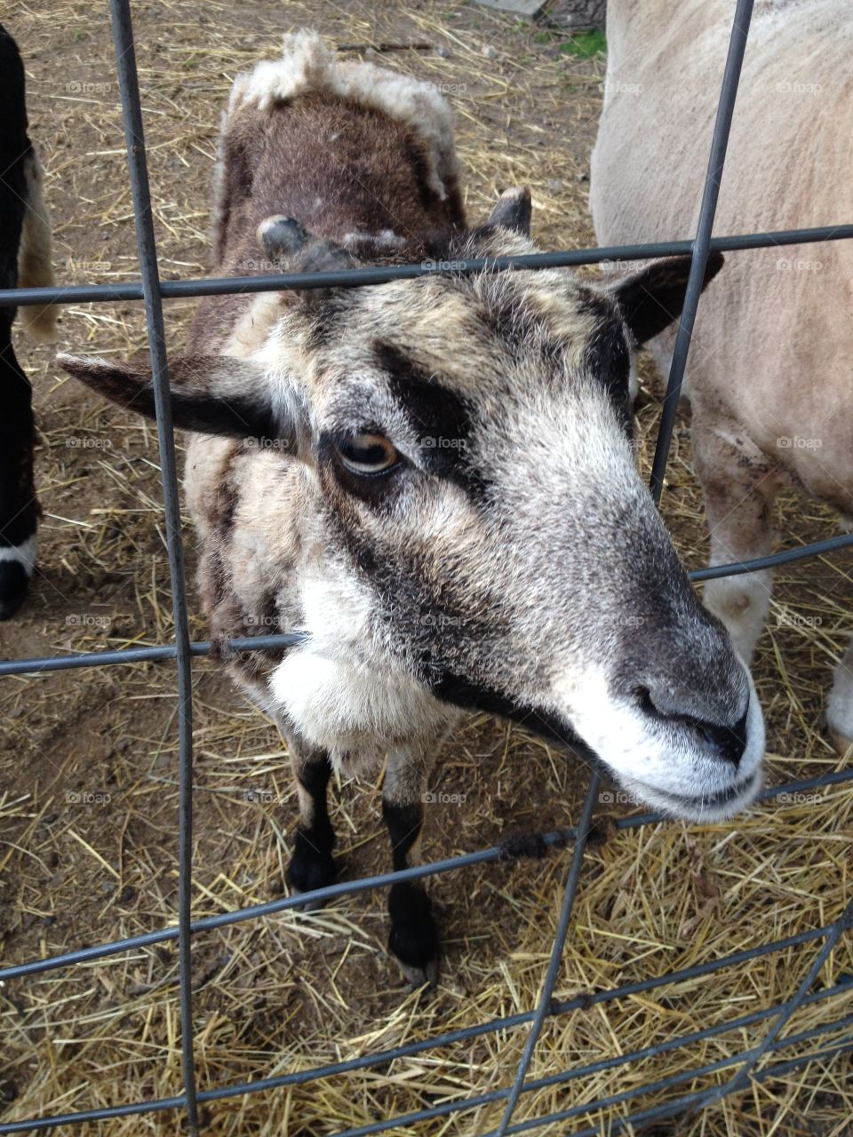Friendly farm goat 