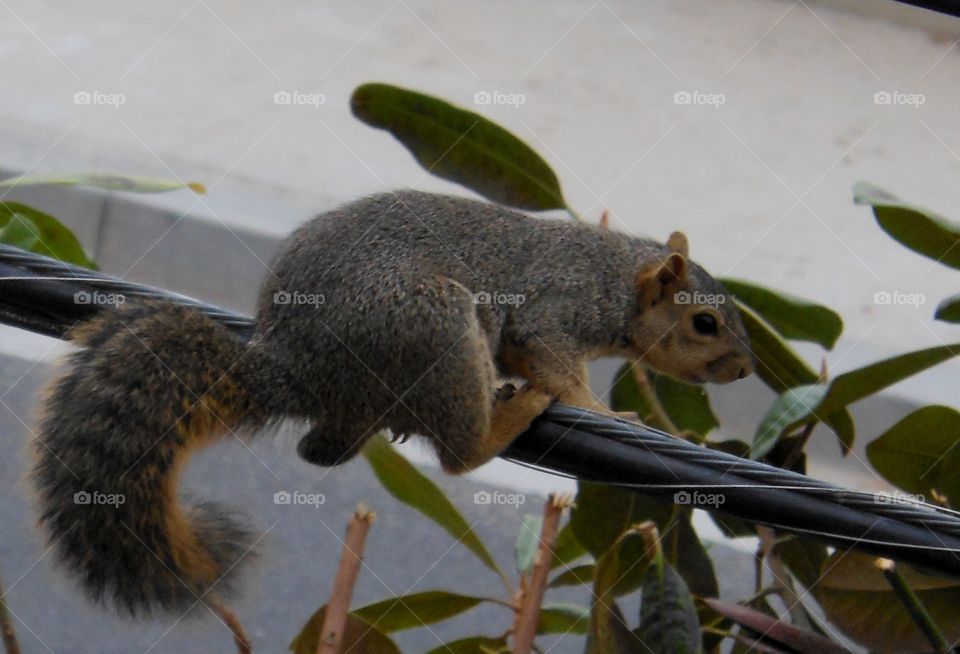 High wire act. Squirrel on power line 