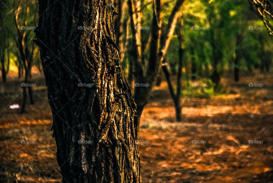 Close-up of tree trunk