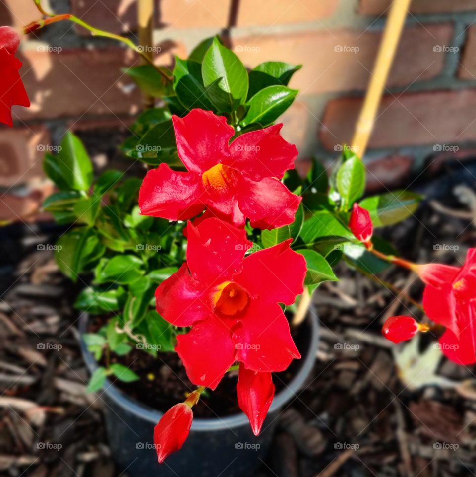 Electric red mandevilla in full bloom